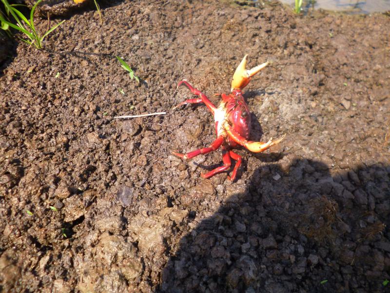 Pesquisa apoiada pelo Governo do Amazonas analisa efeitos da ingestão de microplásticos em caranguejo vermelho