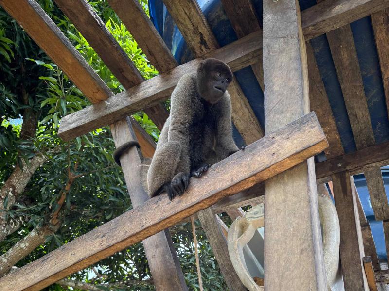 Em Pauini, PC-AM, PMAM, ICMBio e Ibama resgatam macacos durante ação de combate a crimes ambientais