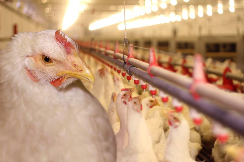 Adaf alerta avicultores para reforço de medidas de biosseguridade após novos casos de Influenza Aviária na América do Sul