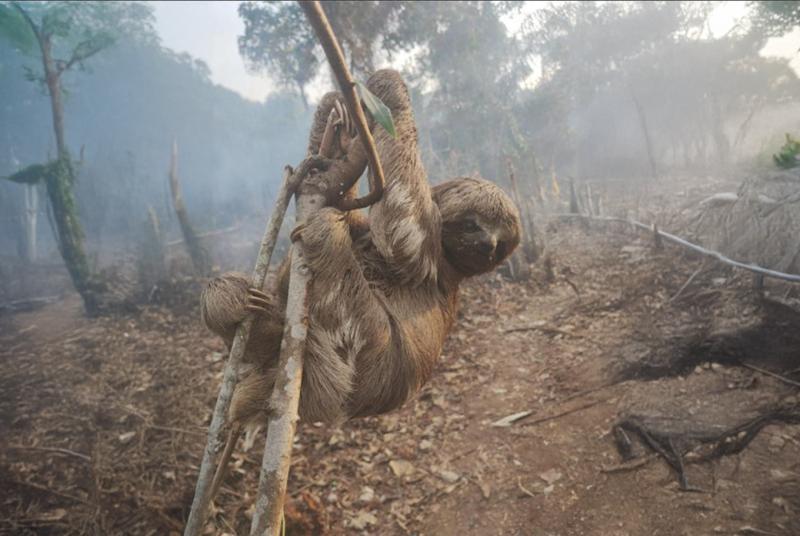 TJAM expede alerta ao Município de Parintins sobre degradação ambiental