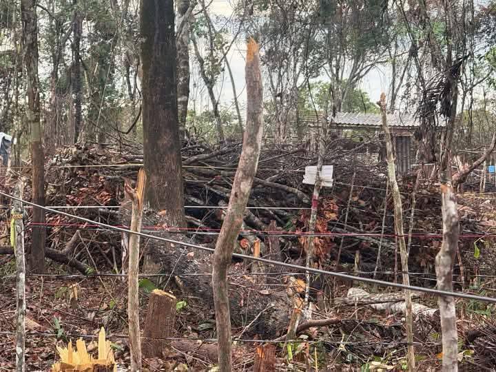 Homens são acusados de desmatamento e incêndios em áreas de ocupação, em Parintins