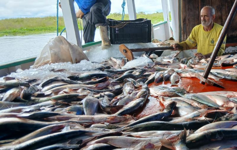 Governo do Amazonas participa da abertura de temporada de pesca do mapará