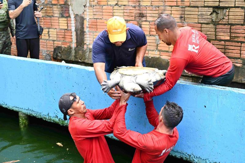 Ipaam, BPAmb e Ufam resgatam 74 animais, entre tartarugas e peixes, mantidos de forma ilegal em casa no Parque Dez