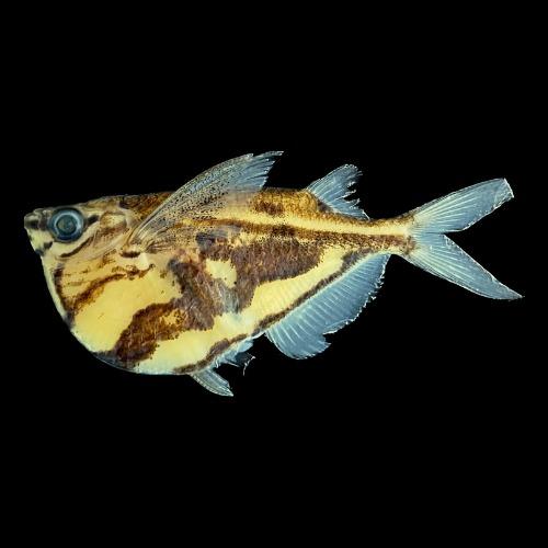 Governo do Amazonas apoia pesquisa sobre diversidades de peixes no baixo Rio Negro