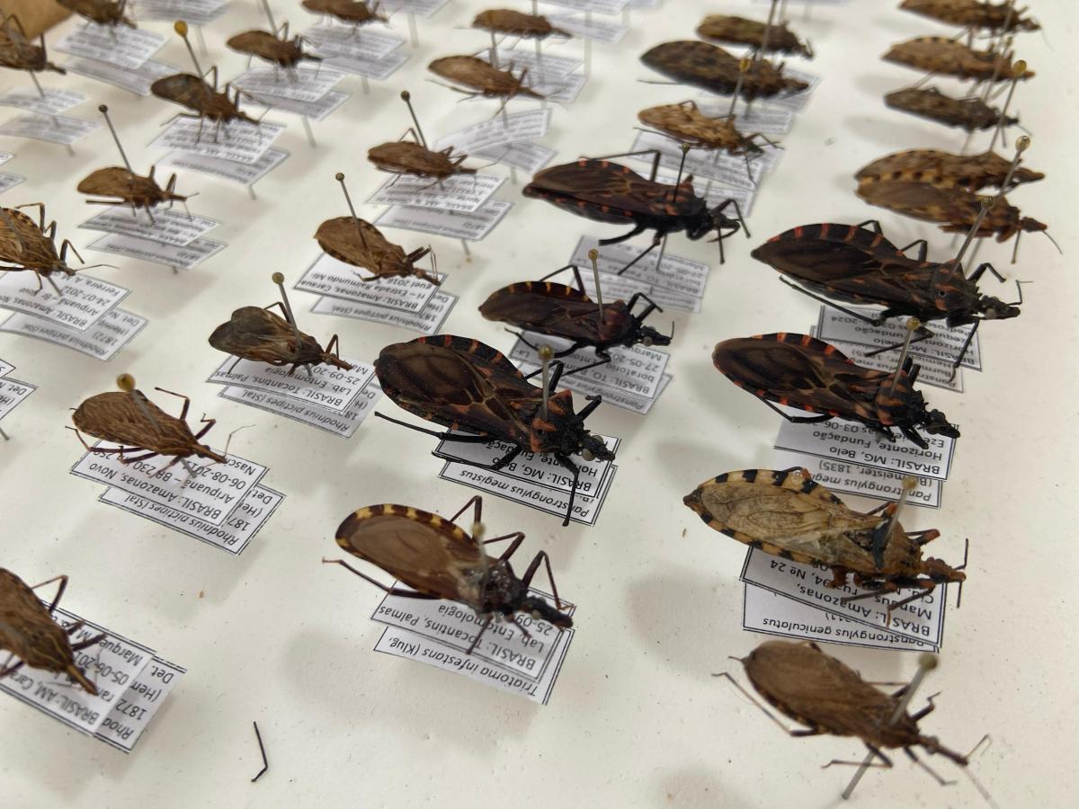 FVS-RCP chama atenção para cuidados e prevenção contra doença de Chagas