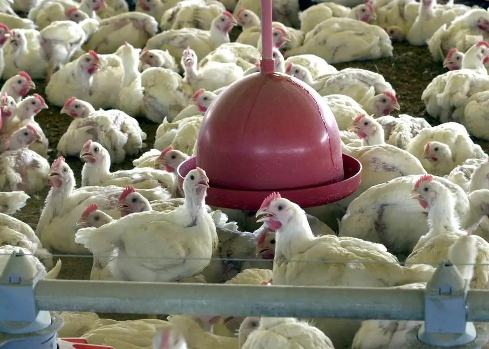 China, UE e Argentina suspendem compras de carne de frango do Brasil