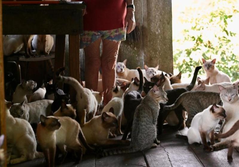 Governo do Amazonas realiza mutirão e castra 80 gatos acolhidos por casal de idosos no Careiro da Várzea