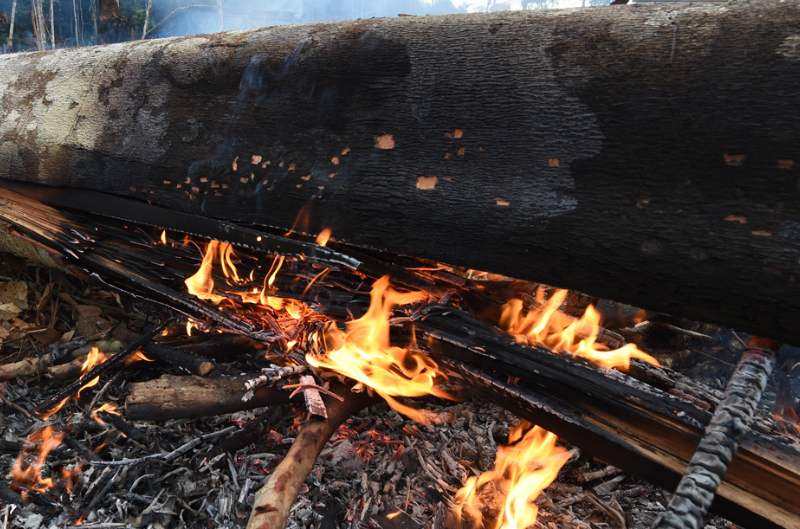 Ministério Público coordena ofensiva unificada para combater desmatamento e incêndios florestais