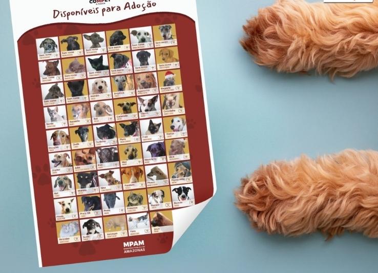 MPAM lança campanha para adoção de mais de 60 'amigos' caninos e felinos