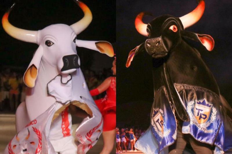 Touros de Barreirinha preparam grande espetáculo para lançamento do festival, em Manaus
