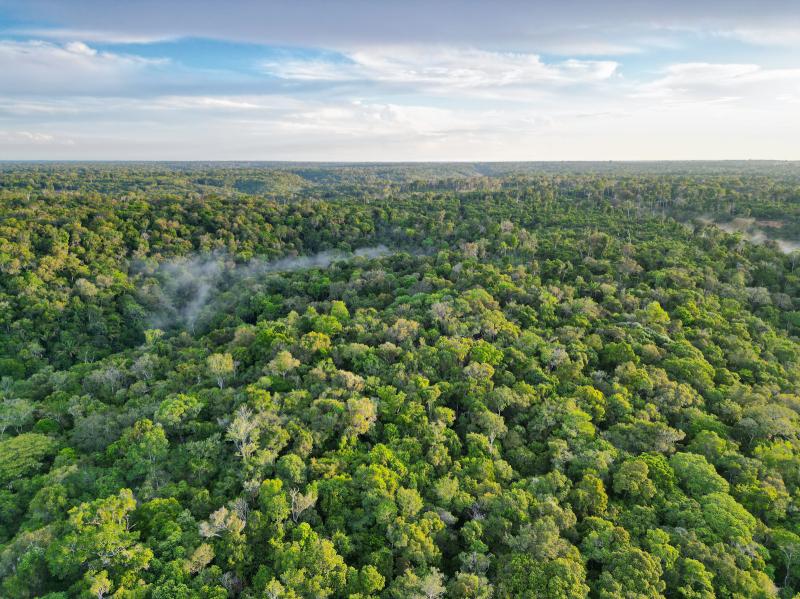 Amazonas registra queda histórica nas queimadas