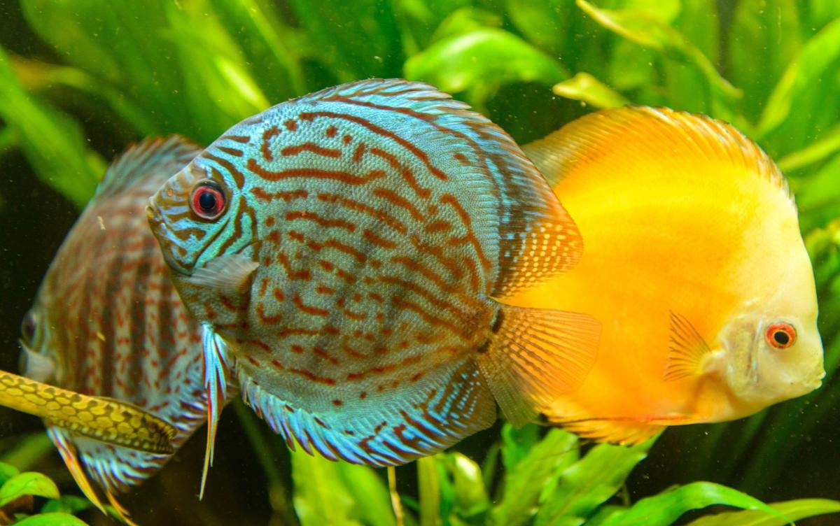 Exportação de peixes ornamentais depende de licenciamento ambiental