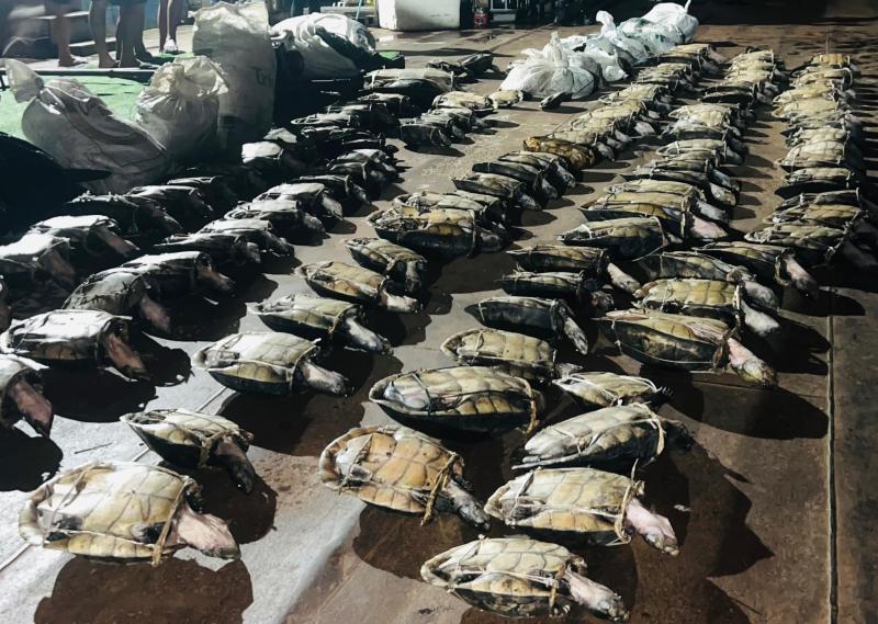 PMAM apreende mais de 250 quelônios, além de pescado e carne de caça ilegais