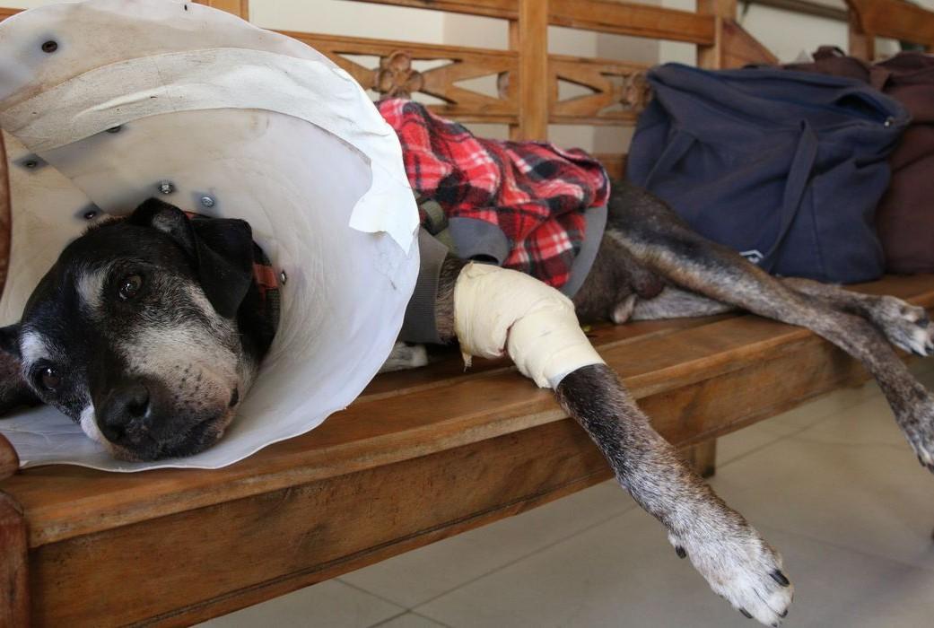 Câmara aprova projeto que tipifica exercício ilegal da veterinária