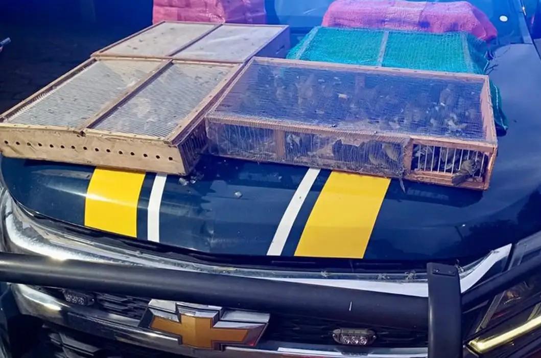 Homem é preso com mais de 1 mil aves silvestres no RJ