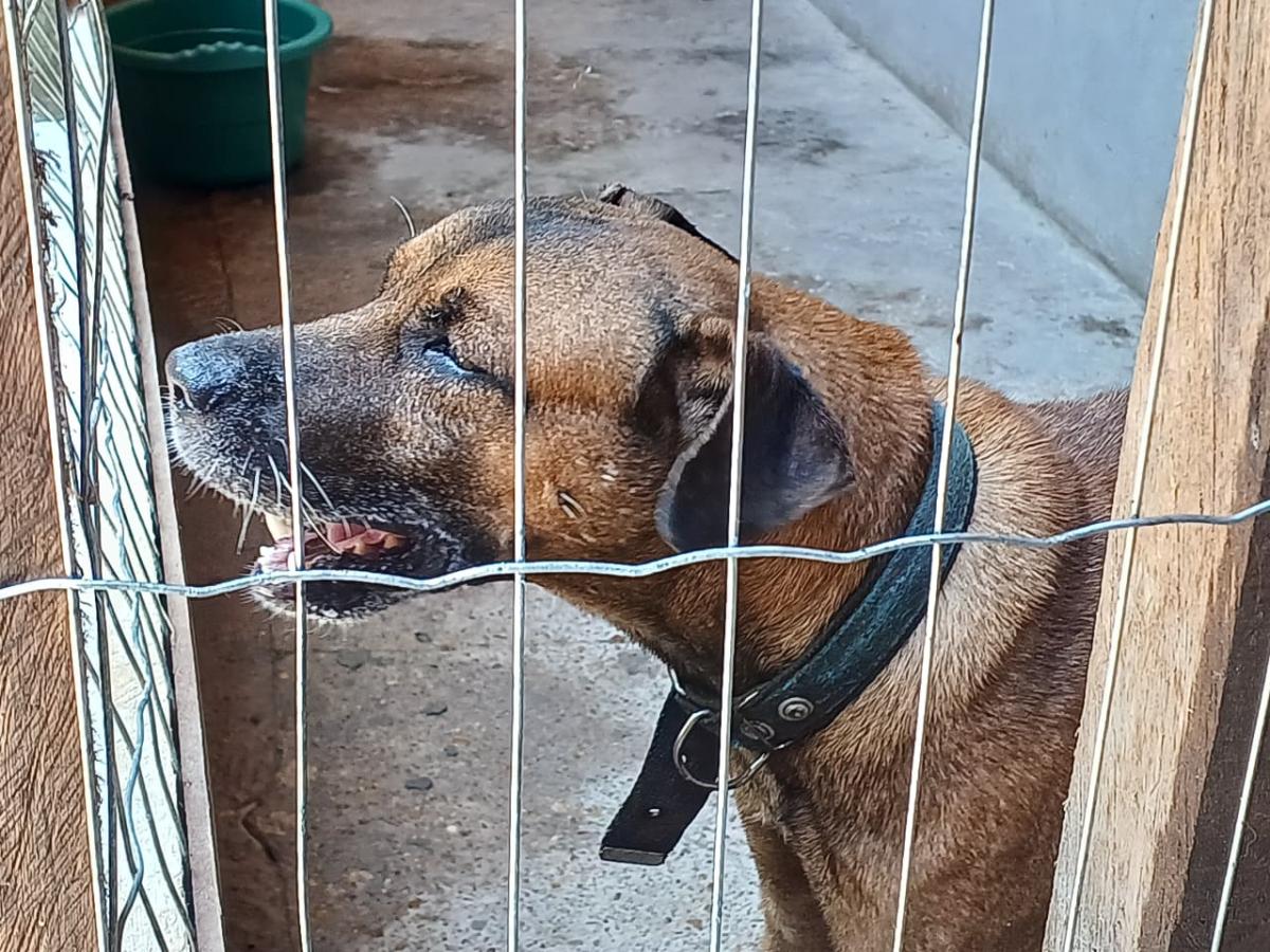 Mutirão de castração da Prefeitura vai atender 50 animais