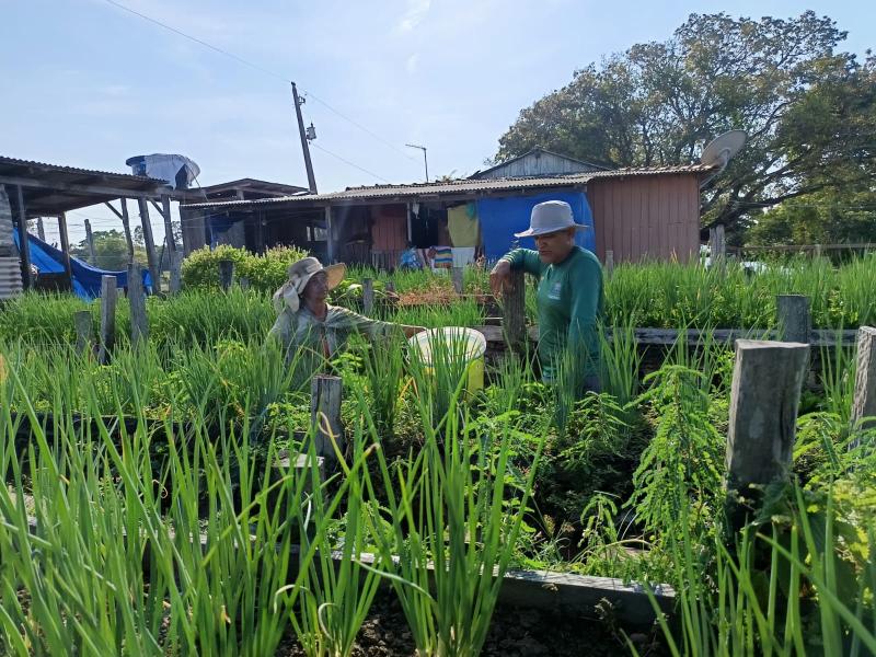 Prefeitura de Parintins inicia acompanhamento técnico de cultivo de hortaliças e de pequenos criadores no Limão de Baixo