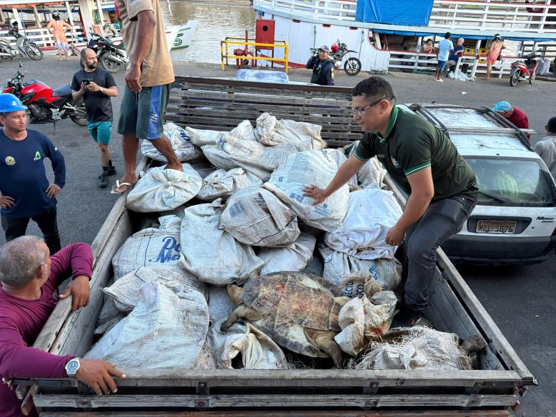 Ação no Porto de Parintins apreende 49 tartarugas da Amazônia em embarcação vinda de Santarém/PA