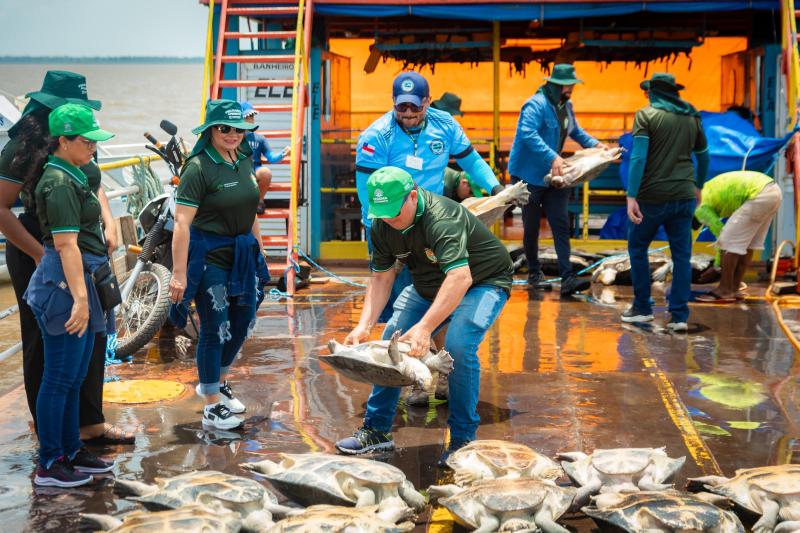 Prefeitura de Parintins realiza soltura de quelônios e destaca importância da preservação ambiental