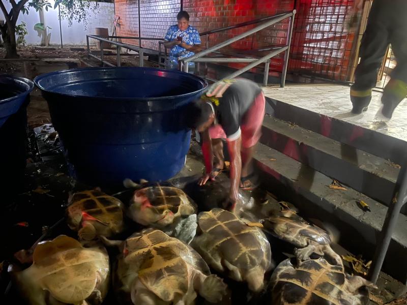 Policia Militar aborda veículo e resgata tartarugas da Amazônia em Parintins