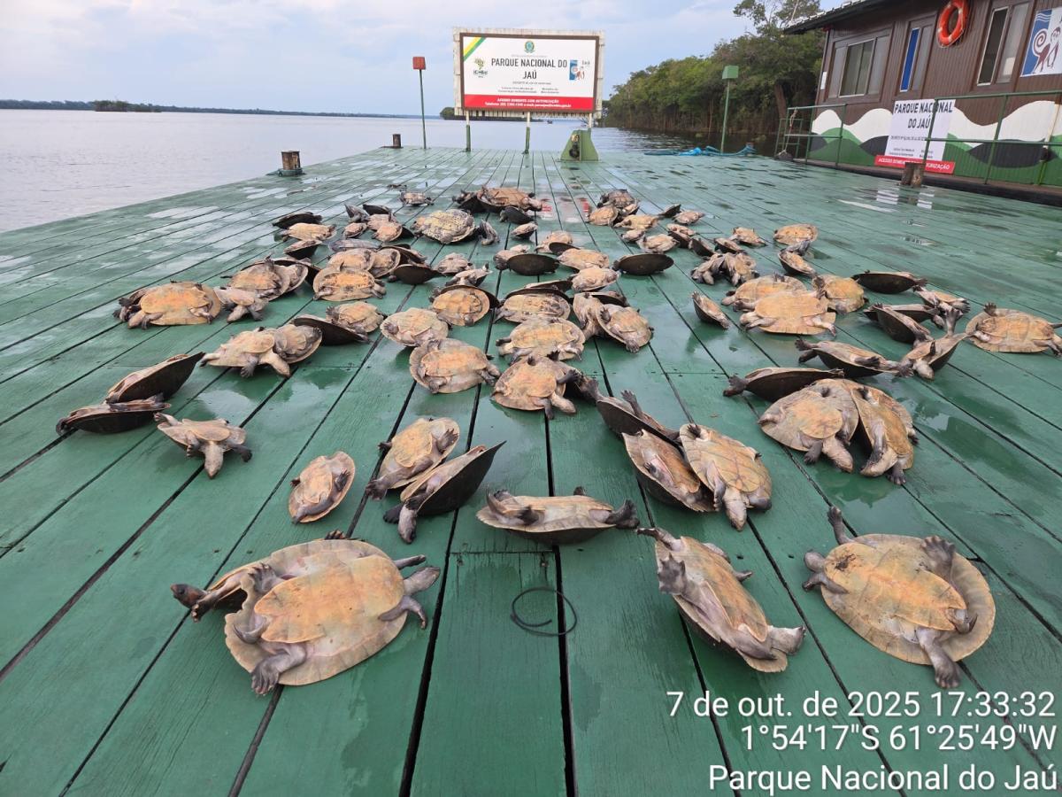 Fiscalização do Ibama apreende 117 quelônios no Parque Nacional do Jaú