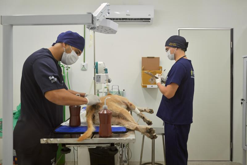 Sepet orienta população sobre atendimentos no Hospital Público Veterinário do Amazonas