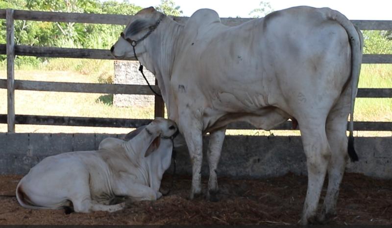 Adaf convoca produtores para atualização cadastral de animais até 15 de dezembro Adaf convoca produtores para atualização cadastral de animais até 15 de dezembro
