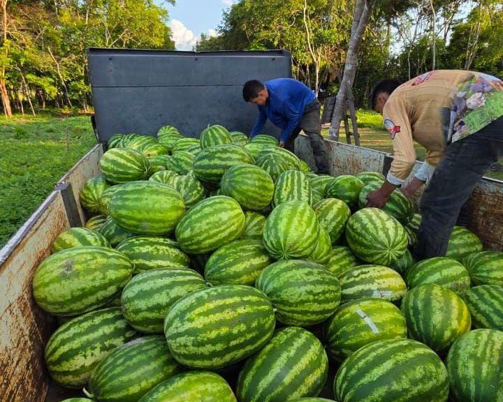 Parintins tem primeira safra de melancia produzida na cidade