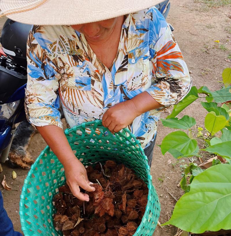 Tecnologia na Amazônia: entenda como inovação tecnológica monitora impacto ambiental e trabalho de agricultores