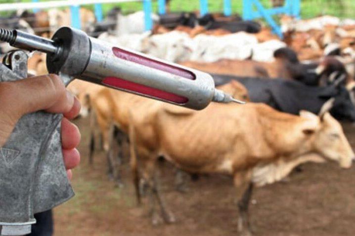 Vacinação contra a raiva dos herbívoros se encerra nesta sexta-feira, alerta Adaf