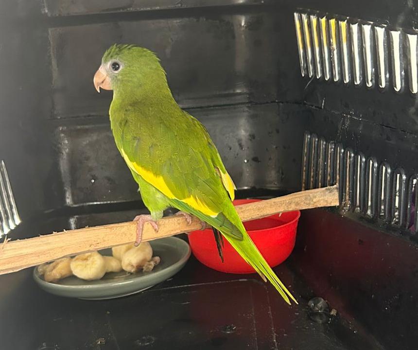 Ipaam registra 38 resgates de animais silvestres em novembro na capital