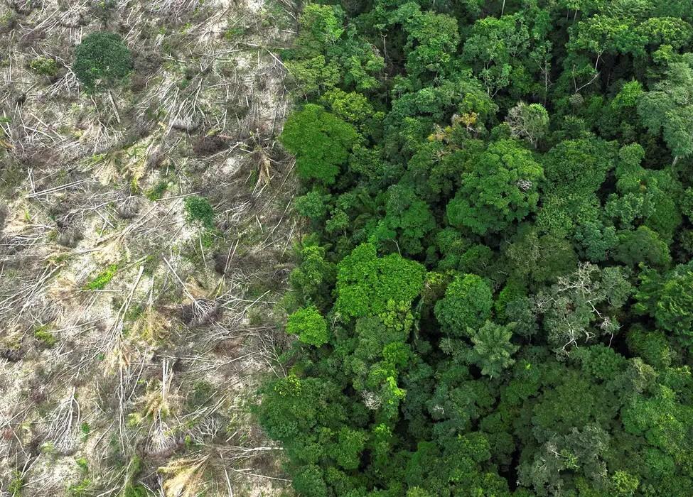 No Amazonas, 62% da exploração madeireira é feita ilegalmente