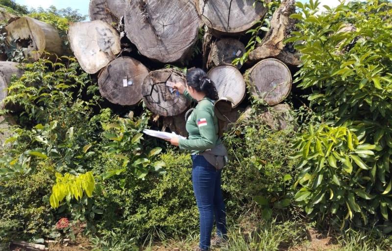Portaria do Ipaam ajusta valores da reposição florestal e incentiva a legalidade
