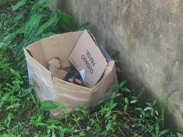 Dezembro Verde faz alerta para o crescimento de maus-tratos a animais