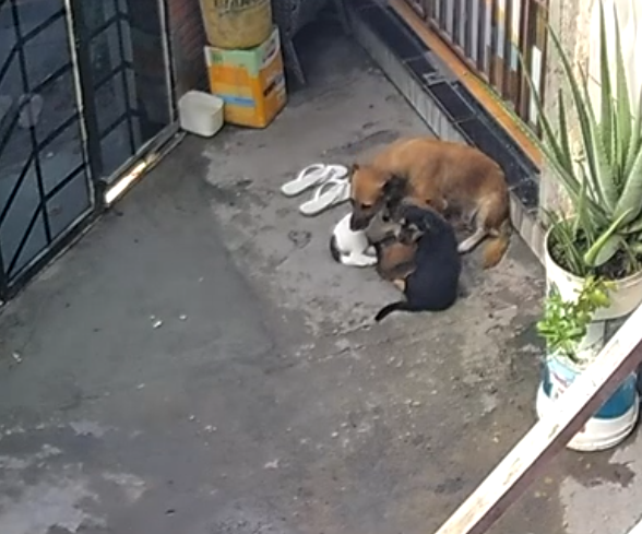 Homem é preso por maus-tratos contra quatro cães em Manaus