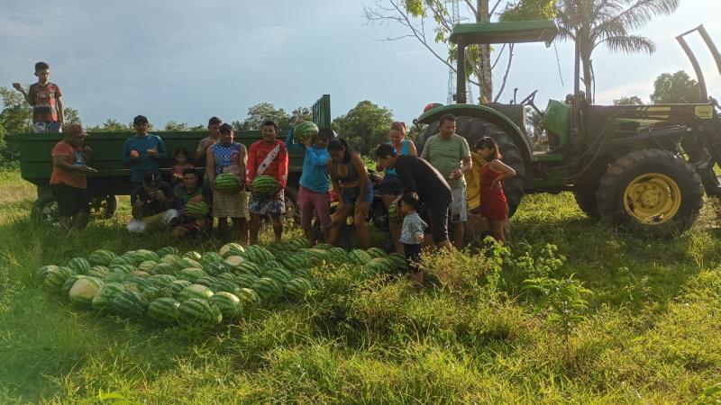Parintins fortalece cultivo da melancia em período chuvoso na zona rural