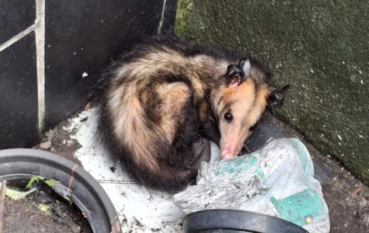 Ipaam resgatou 389 animais silvestres em Manaus ao longo em 2025