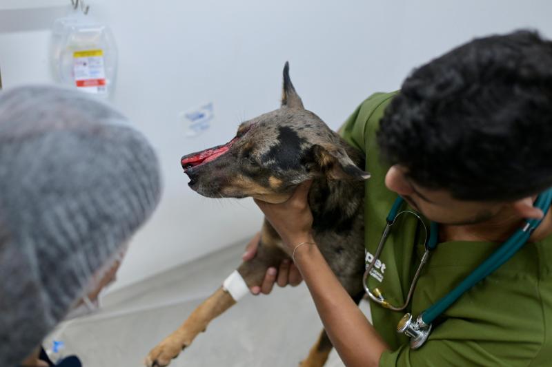 Sepet socorre cachorro ferido após golpe de terçado na comunidade Nossa Senhora do Livramento