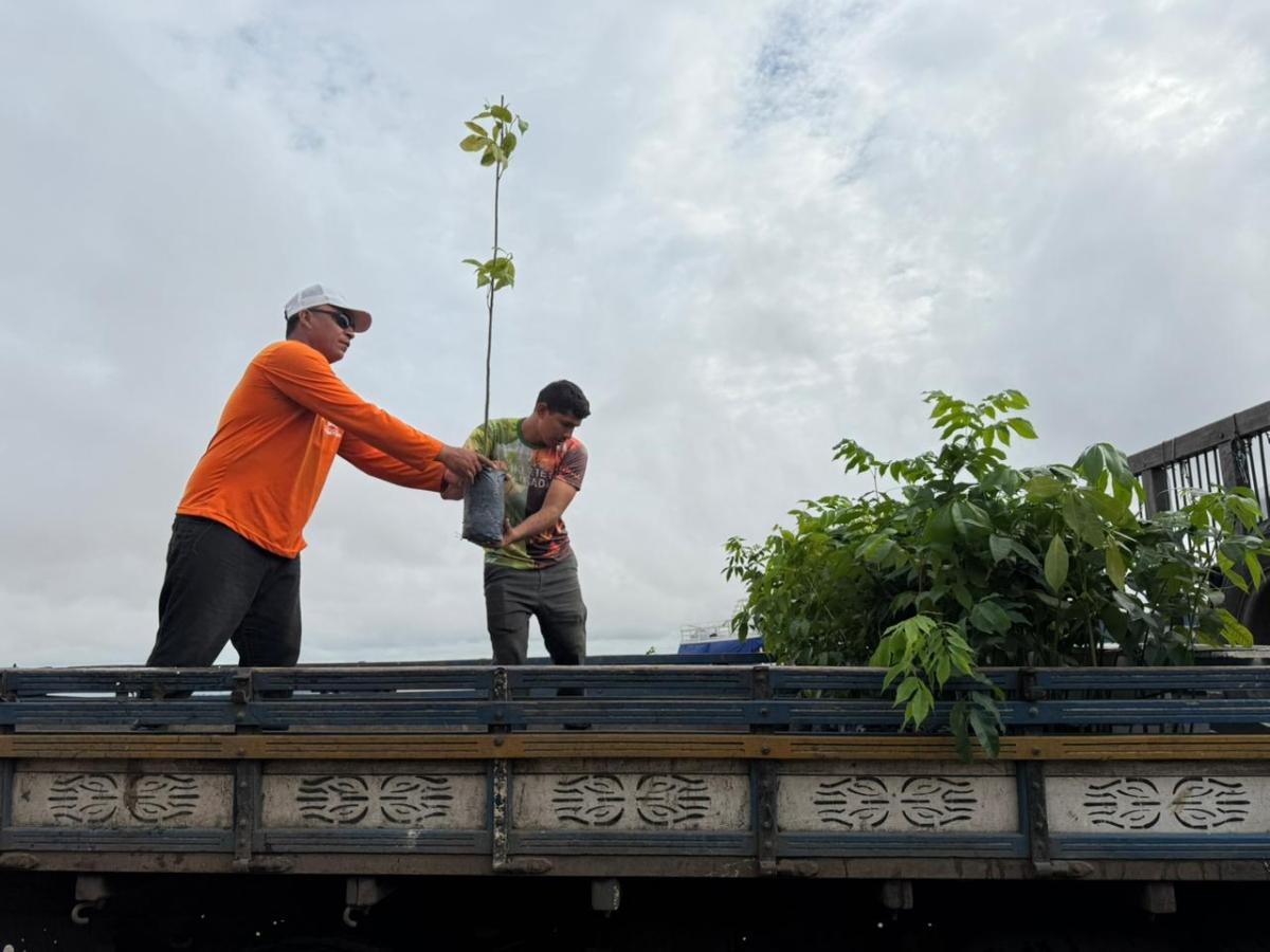Arborização urbana avança com o plantio de 890 mudas em Parintins