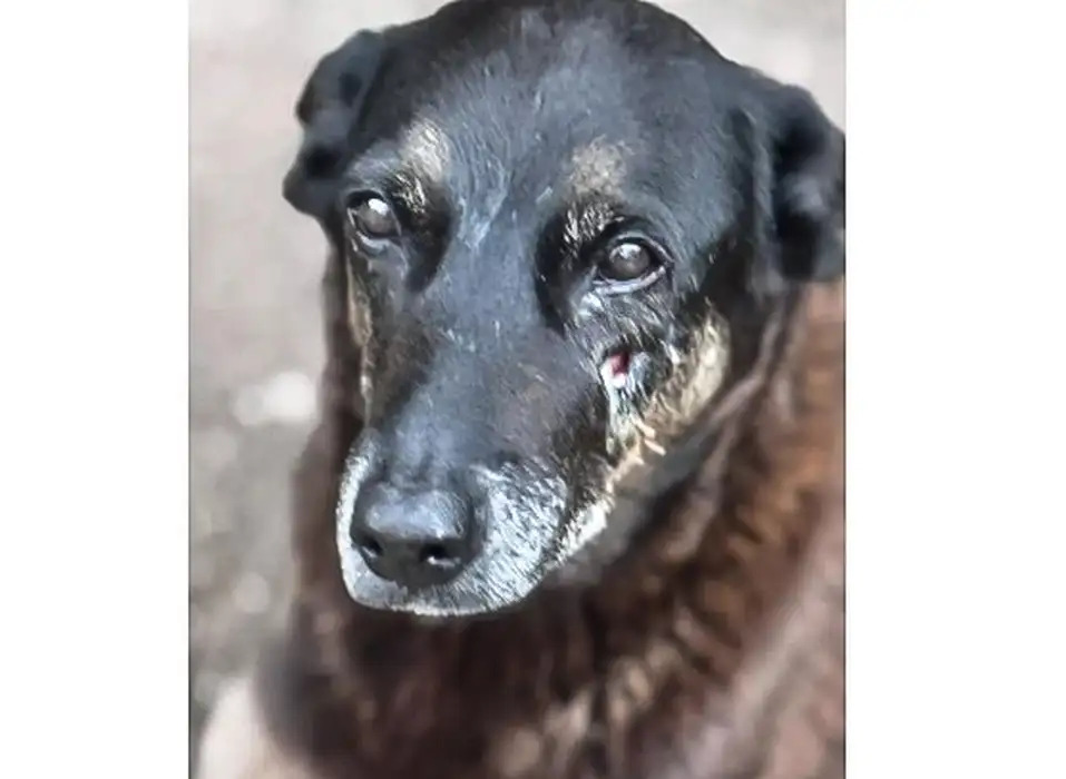 Adolescentes suspeitos de matar o cão Orelha voltam ao Brasil