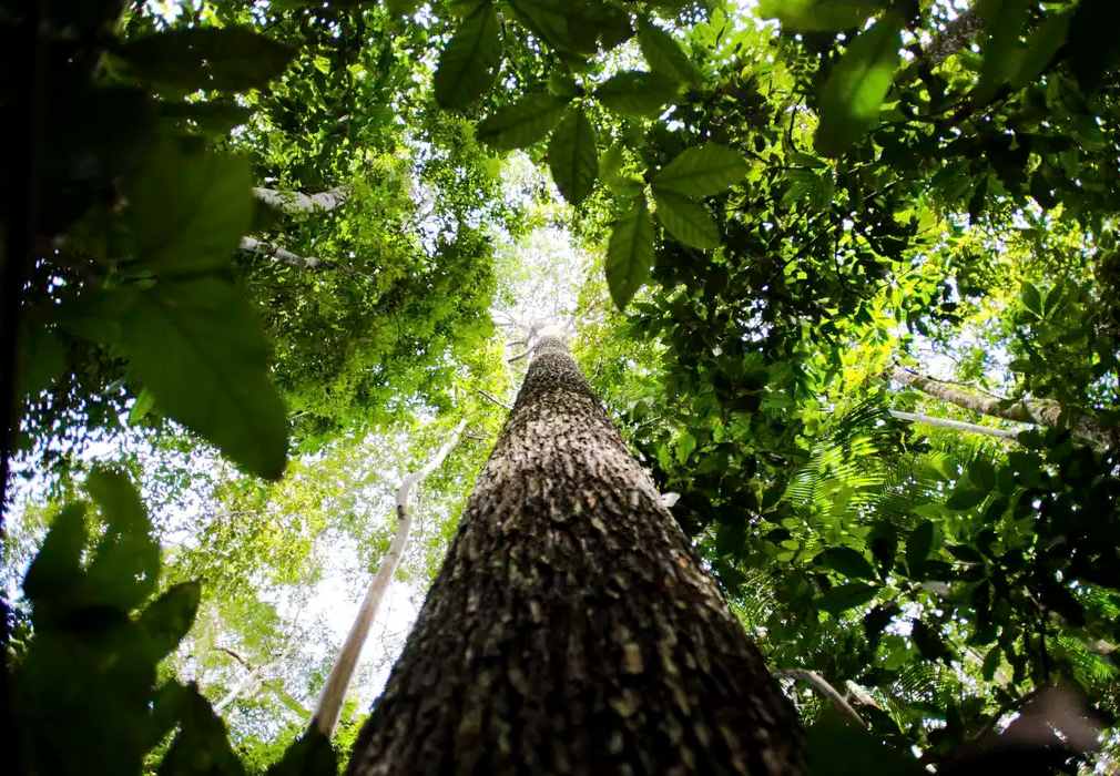 Governo avalia editar decreto sobre licenciamento ambiental