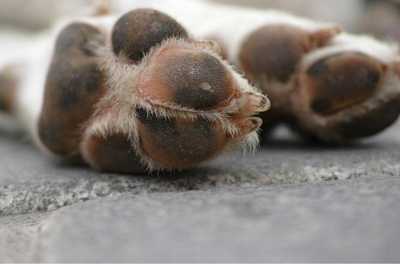 MP do Amazonas obtém condenação por maus-tratos a cachorro em Nhamundá