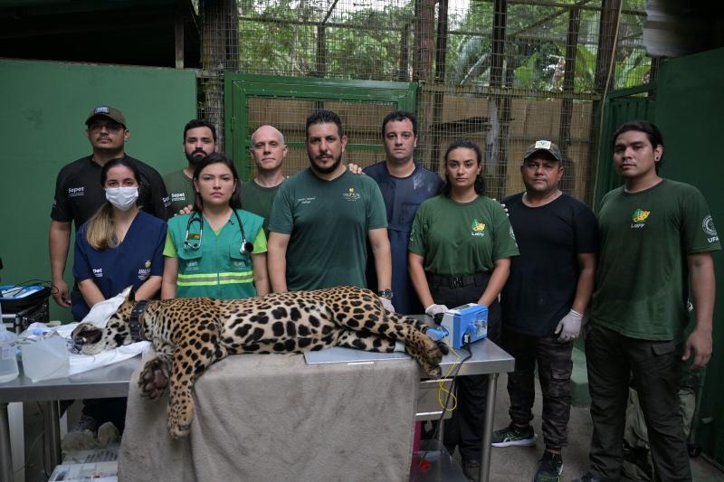 Sepet completa um ano com mais de 56 mil animais beneficiados e avanço das políticas de proteção animal no Amazonas