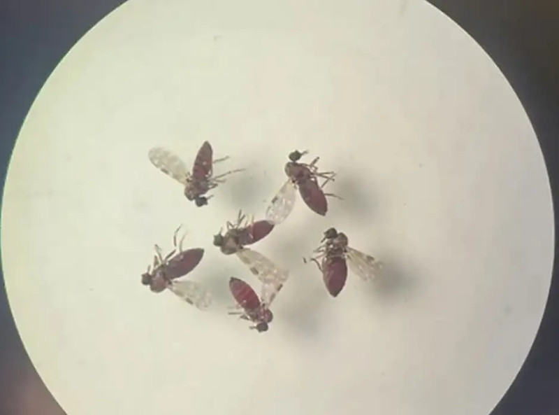 Subnotificados, casos de Oropouche atingem 2% da população brasileira