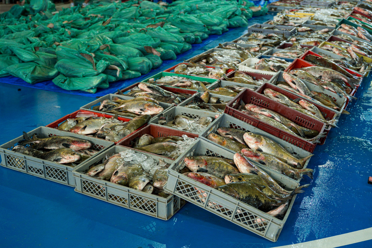 Prefeitura de Parintins entrega 30 toneladas de pescado