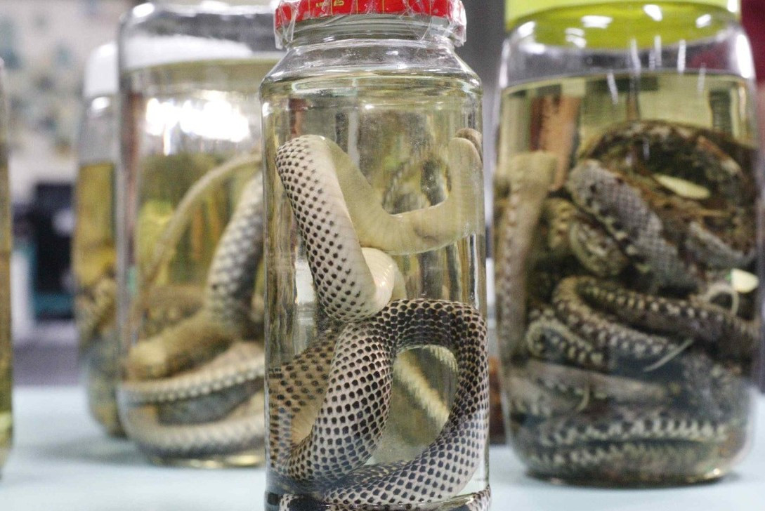 Amazonas atualiza dados sobre acidentes com animais peçonhentos