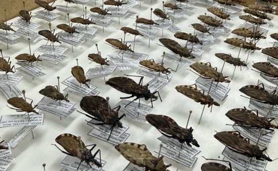 FVS-RCP reforça orientações sobre Doença de Chagas na Amazônia