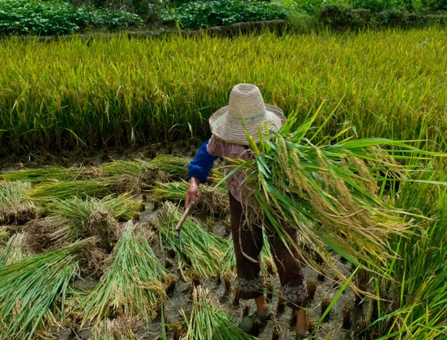 Garantia de direitos trabalhistas no campo ainda enfrenta desafios