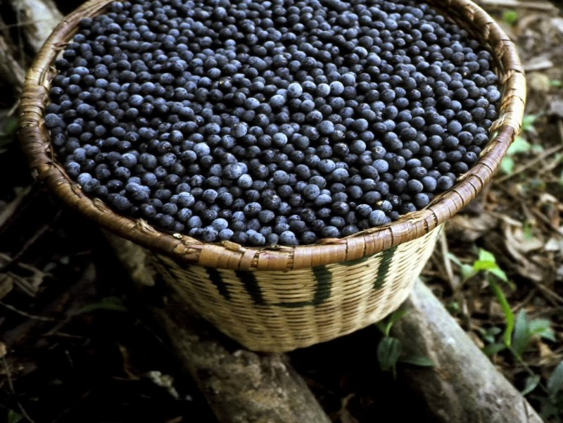 Açaí e guaraná recebem reconhecimento internacional, entrando para ranking de 100 melhores frutas do mundo