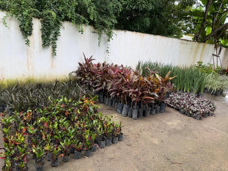 Parintins recebe novas mudas de jardinagem para praças, parques e avenidas da cidade